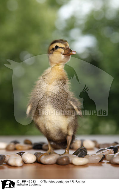 Indische Laufente / RR-43683