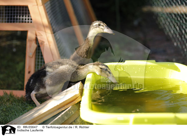 Indische Laufente / indian runner duck / RR-55647