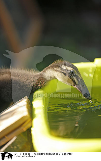 Indische Laufente / RR-55648