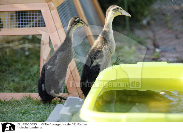Indische Laufente / indian runner duck / RR-55653