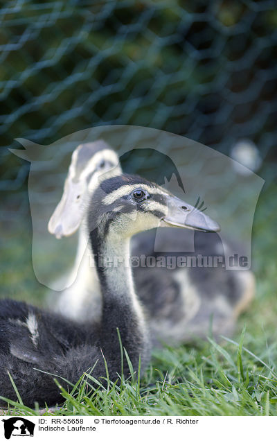 Indische Laufente / RR-55658