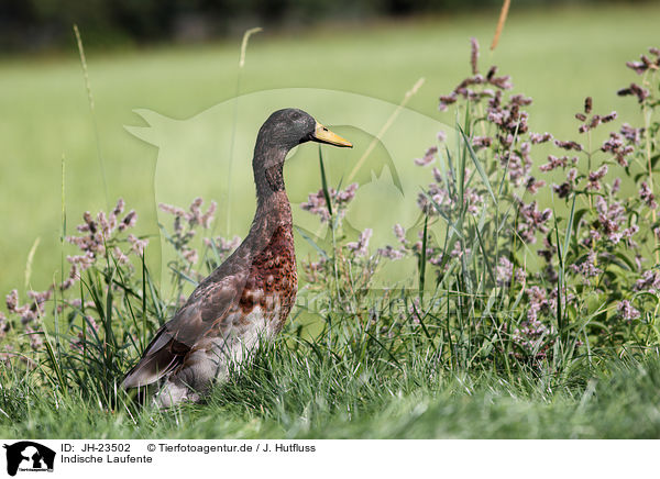 Indische Laufente / Indian runner duck / JH-23502