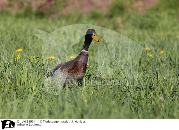 Indische Laufente / Indian runner duck / JH-23504