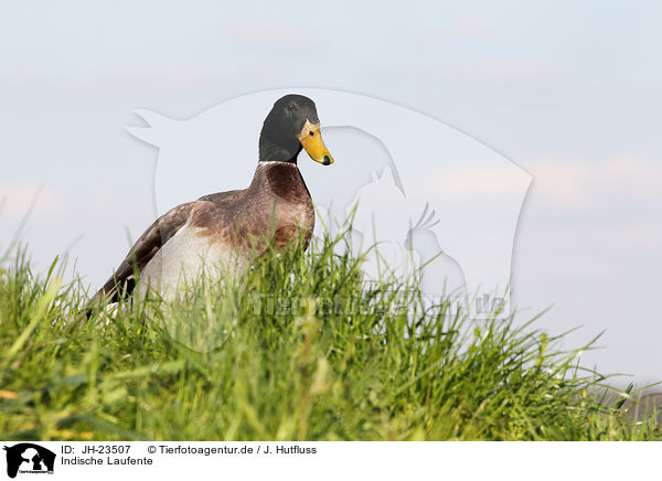 Indische Laufente / JH-23507