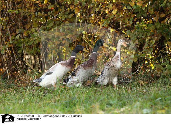 Indische Laufenten / Indian runner ducks / JH-23508