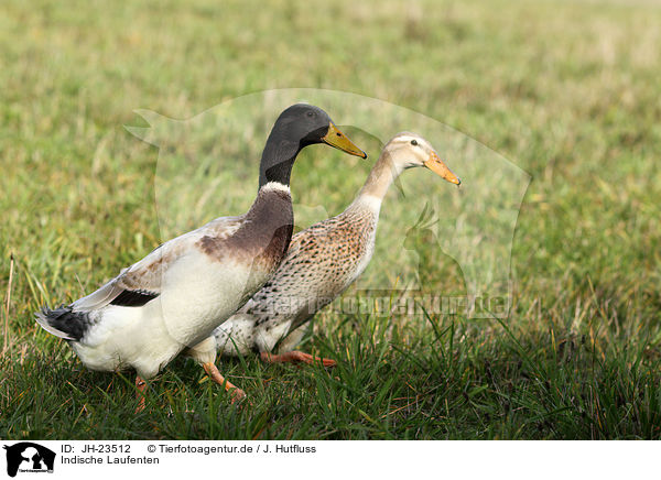 Indische Laufenten / Indian runner ducks / JH-23512