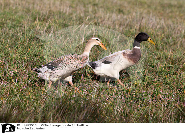 Indische Laufenten / JH-23513