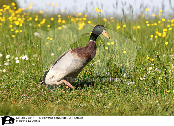 Indische Laufente / JH-23514