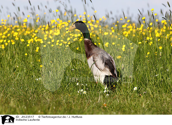 Indische Laufente / Indian runner duck / JH-23517