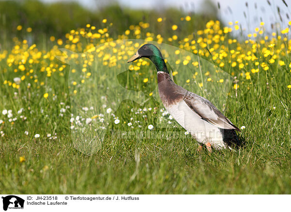 Indische Laufente / Indian runner duck / JH-23518