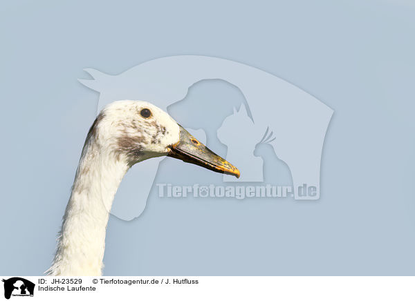 Indische Laufente / Indian runner duck / JH-23529