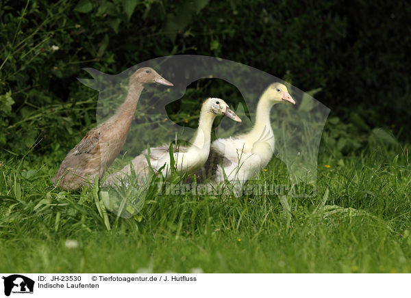 Indische Laufenten / JH-23530