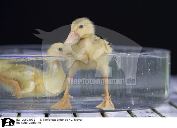 Indische Laufente / JM-03032