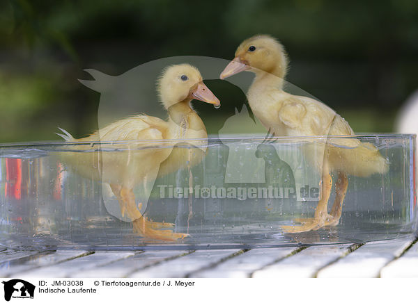 Indische Laufente / Indische Laufente / JM-03038