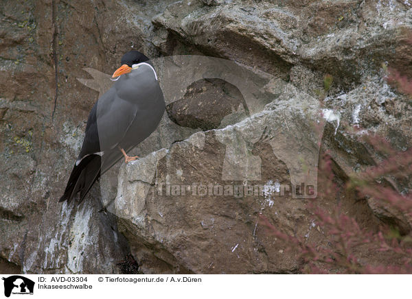 Inkaseeschwalbe / Inca tern / AVD-03304