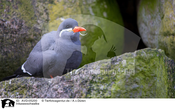 Inkaseeschwalbe / Inca tern / AVD-05200