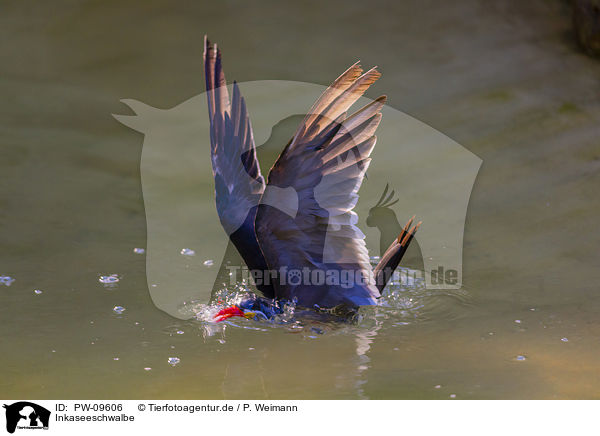 Inkaseeschwalbe / Inca tern / PW-09606