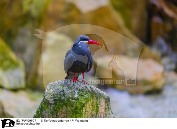 Inkaseeschwalbe / Inca tern / PW-09607