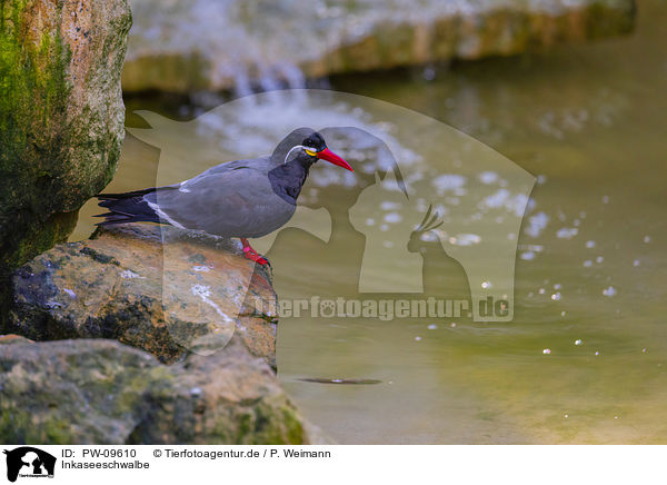 Inkaseeschwalbe / Inca tern / PW-09610