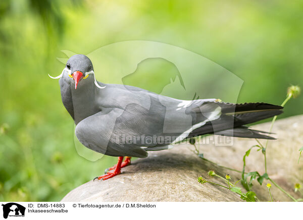 Inkaseeschwalbe / Inca tern / DMS-14883