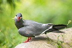 Inkaseeschwalbe