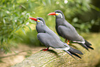 Inkaseeschwalbe