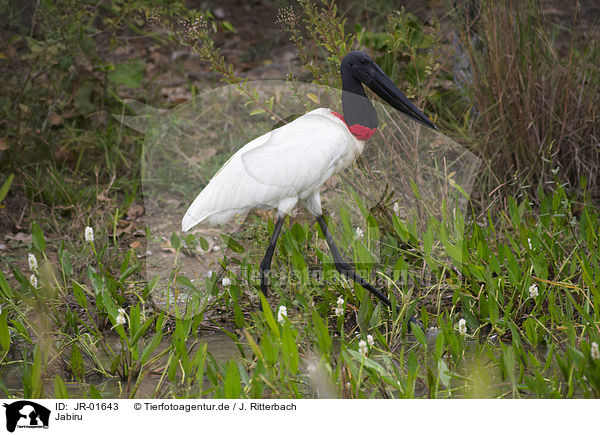 Jabiru / JR-01643