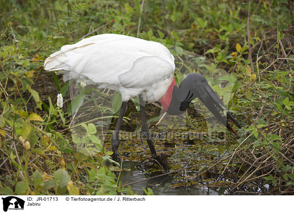 Jabiru / Jabiru / JR-01713