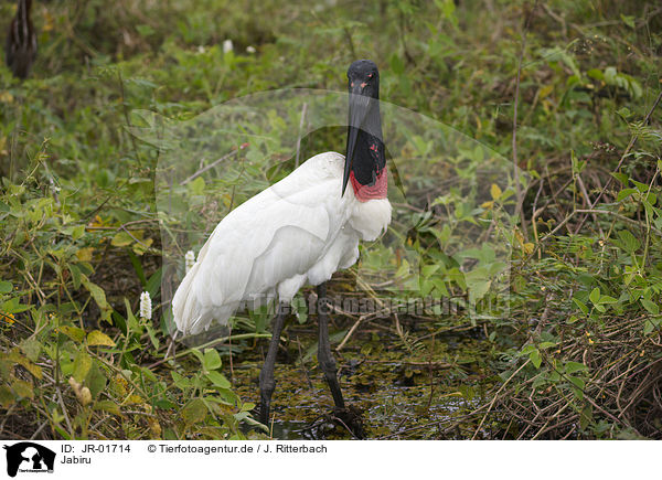 Jabiru / Jabiru / JR-01714