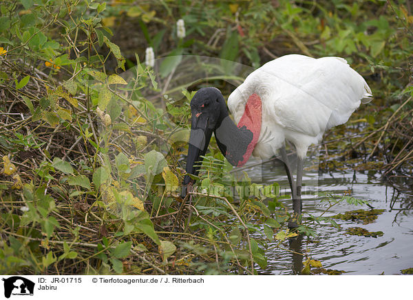 Jabiru / Jabiru / JR-01715