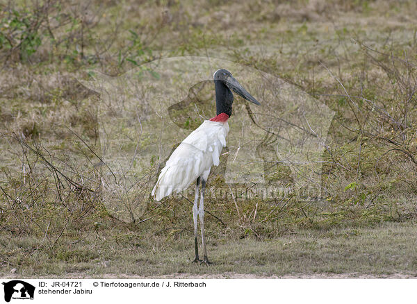 stehender Jabiru / standing Jabiru / JR-04721