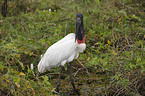 Jabiru