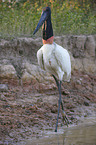 Jabiru