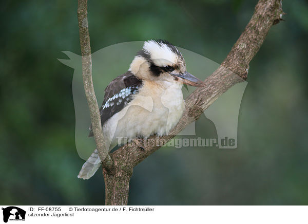 sitzender Jgerliest / sitting Laughing Kookaburra / FF-08755