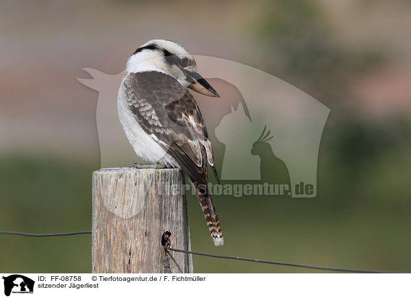 sitzender Jgerliest / sitting Laughing Kookaburra / FF-08758