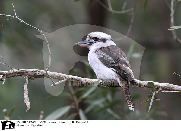 sitzender Jgerliest / sitting Laughing Kookaburra / FF-08762