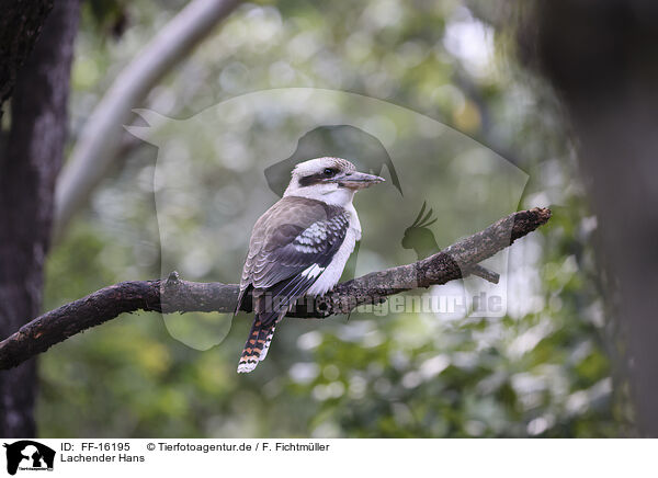 Lachender Hans / Kookaburra / FF-16195