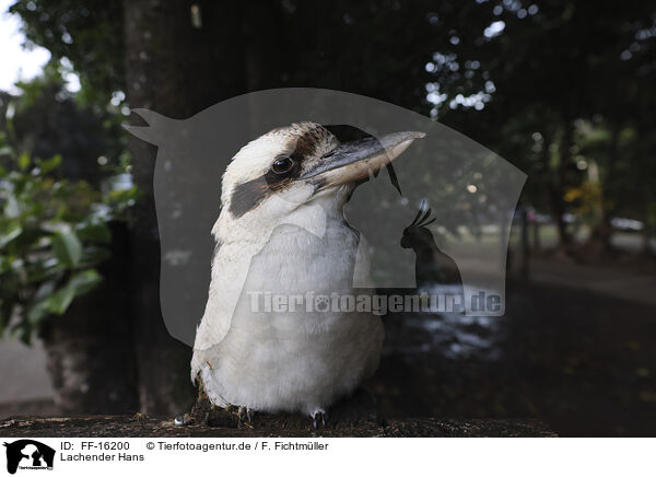 Lachender Hans / Kookaburra / FF-16200