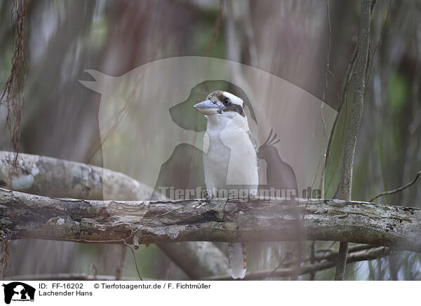 Lachender Hans / Kookaburra / FF-16202