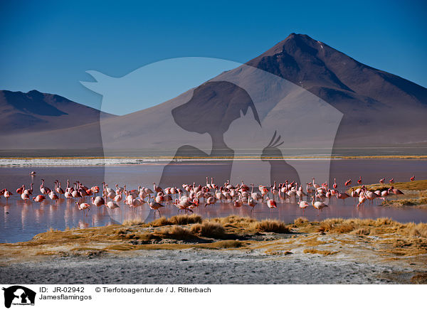 Jamesflamingos / Puna flamingos / JR-02942