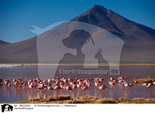 Jamesflamingos / Puna flamingos / JR-02943