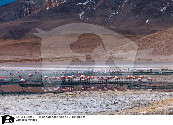 Jamesflamingos / Puna flamingos / JR-02952