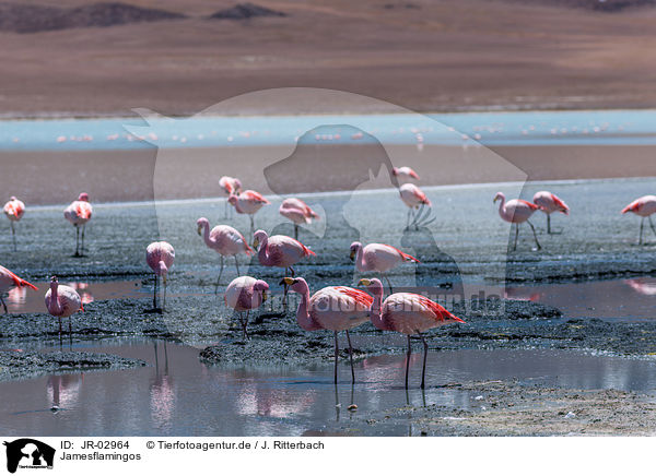 Jamesflamingos / Puna flamingos / JR-02964