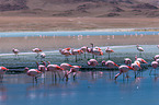 Jamesflamingos