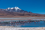 Jamesflamingos