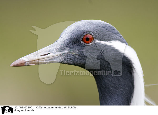 Jungfernkranich / Demoiselle Crane / WS-02100