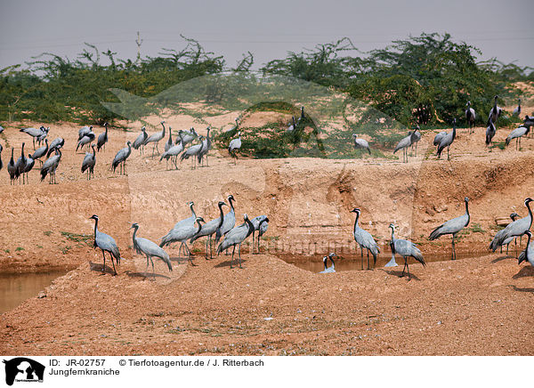 Jungfernkraniche / demoiselle cranes / JR-02757