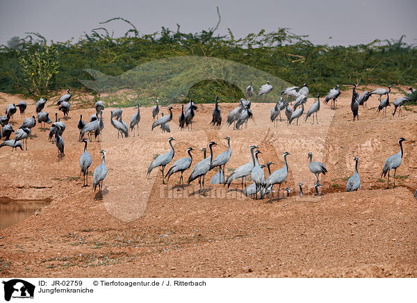 Jungfernkraniche / demoiselle cranes / JR-02759