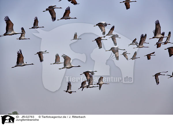 Jungfernkraniche / demoiselle cranes / JR-02763