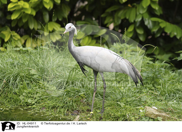 Jungfernkranich / demoiselle crane / HL-04911